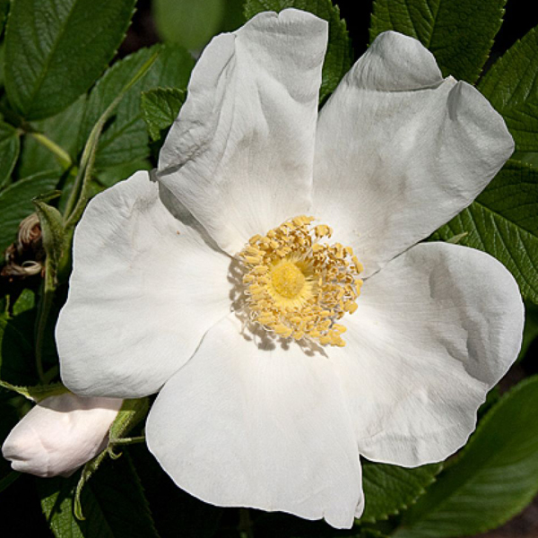 Rosa Rugosa Flower