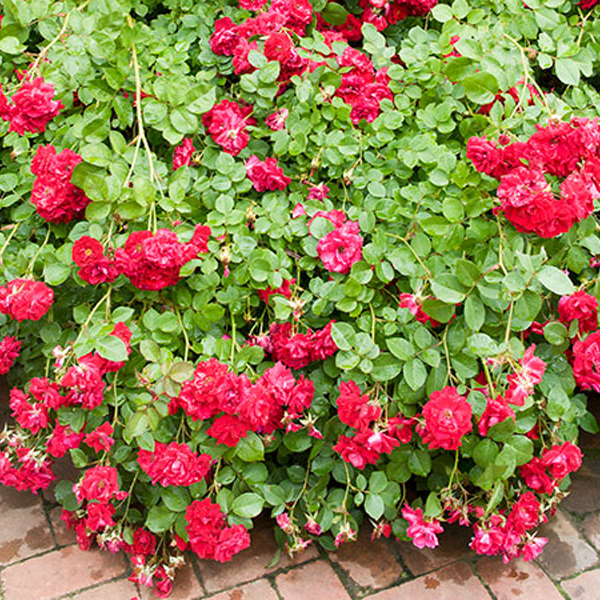 rose bush
