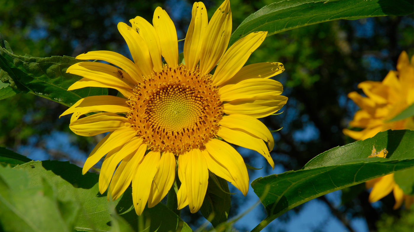 Sunflowers at the Garden