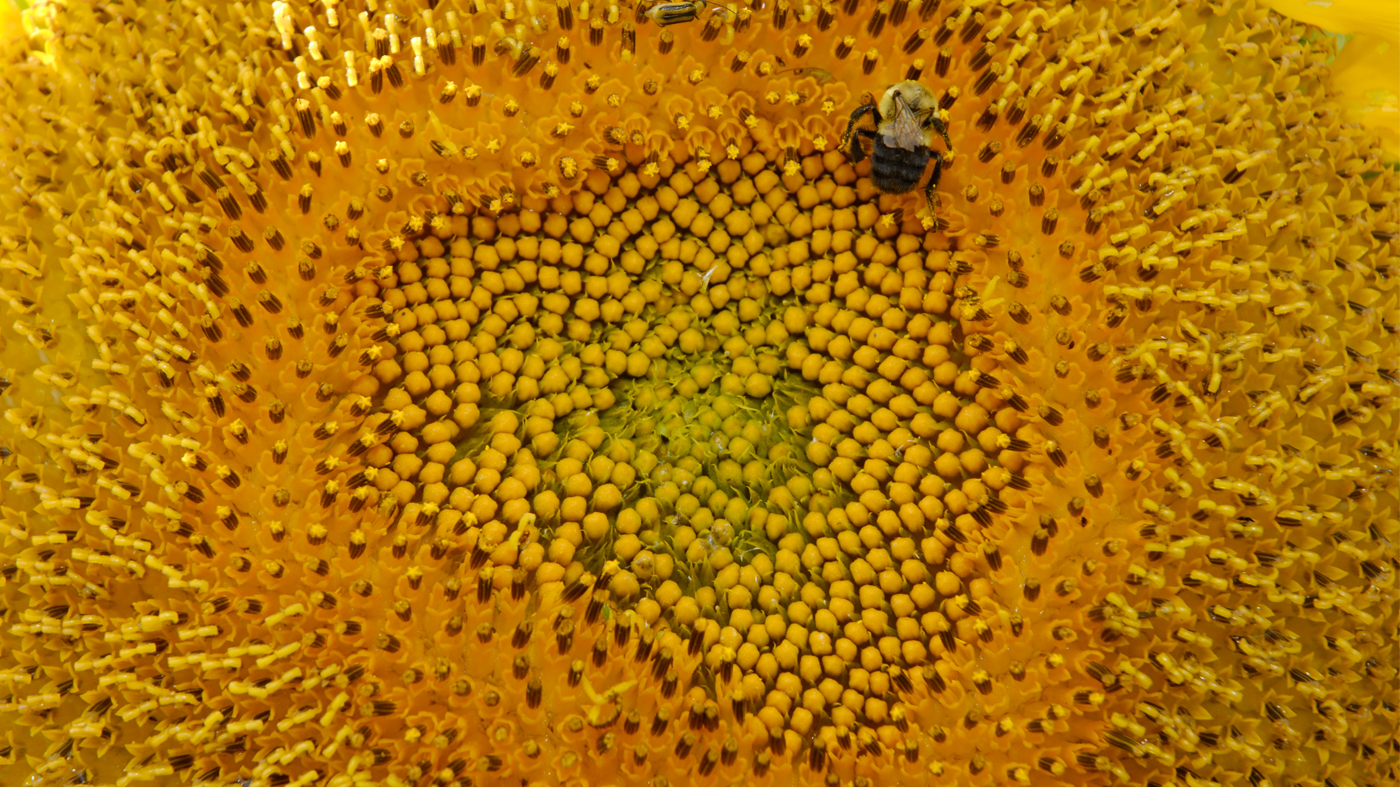 Sunflower Seeds