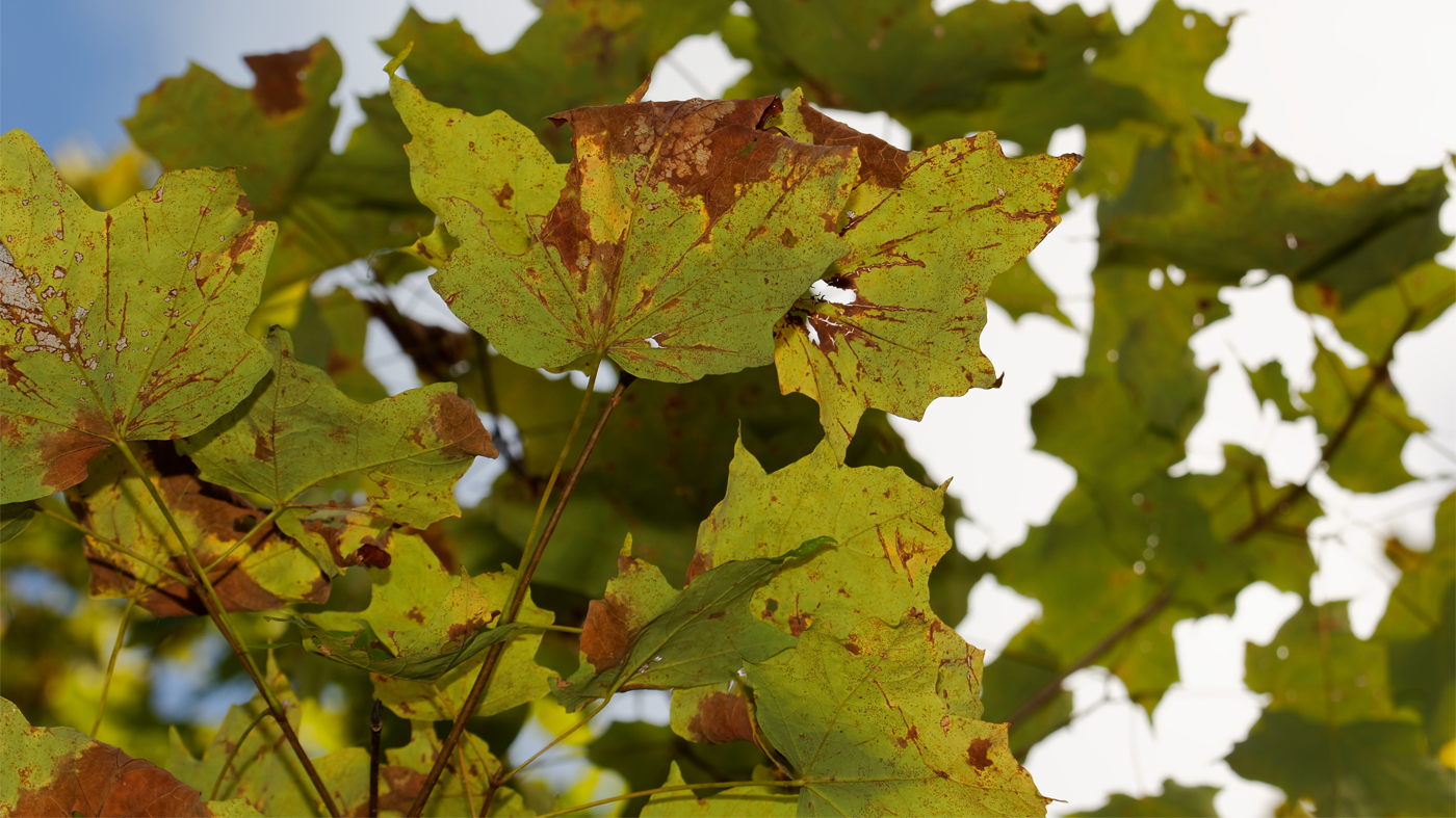 Anthracnose on a maple tree