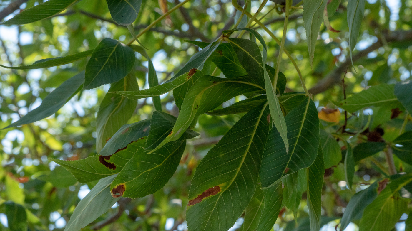 Anthracnose
