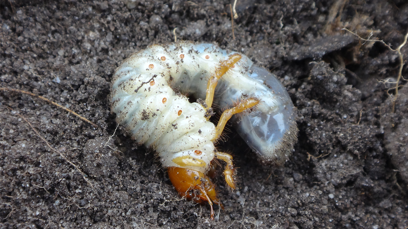 white grub beetle