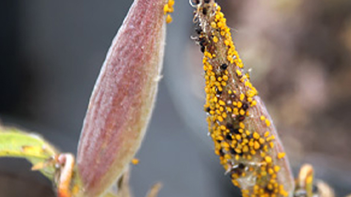 aphids