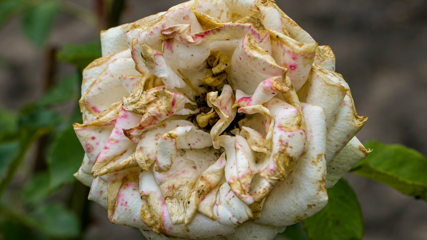 Botrytis Blight