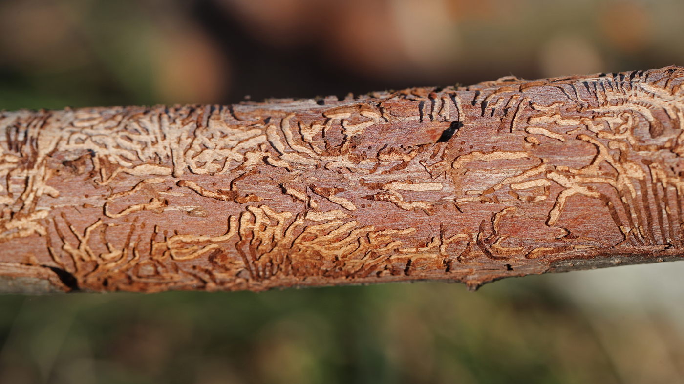 dutch elm desease