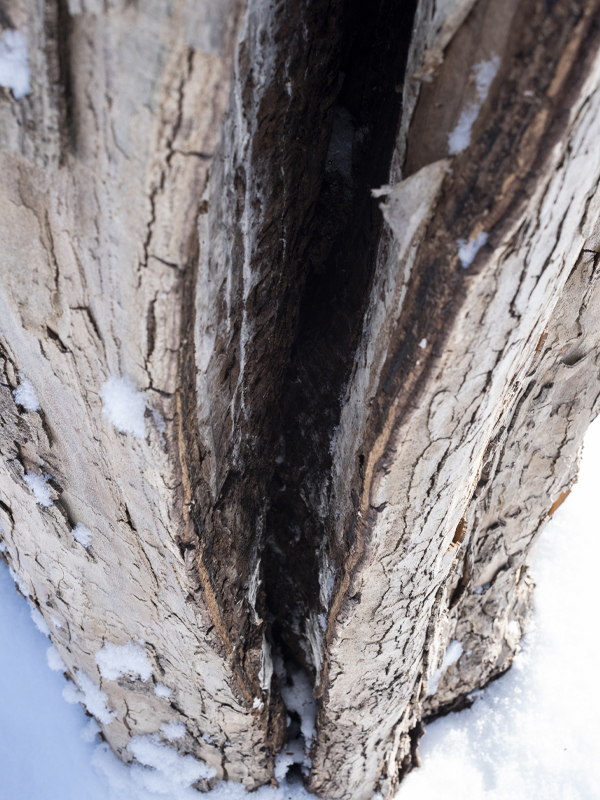 frost cracks in a sycamore tree