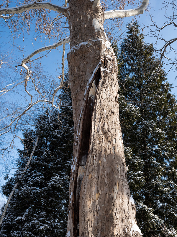 frost cracks in a sycamore tree