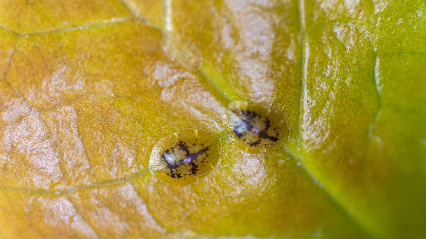 Armored scaled insects