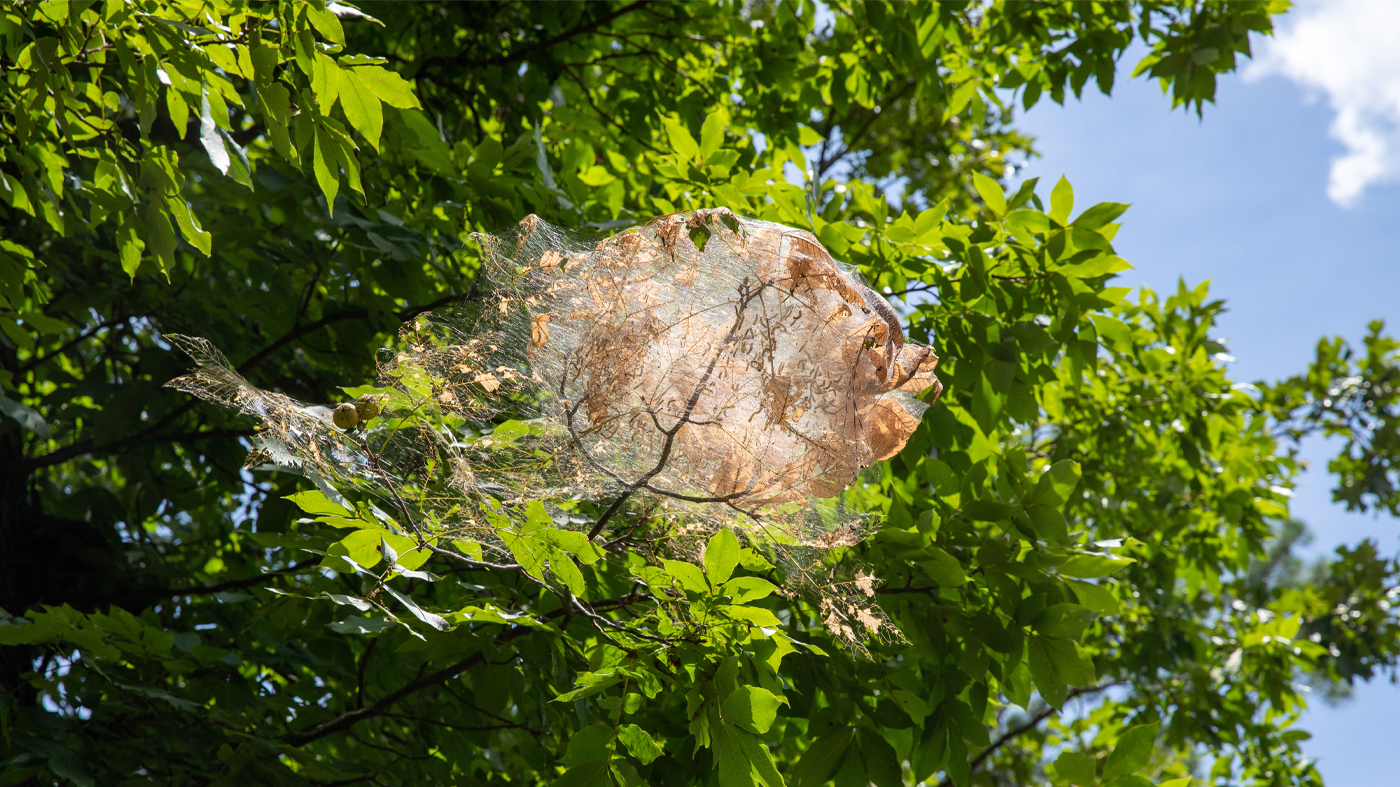 webworm