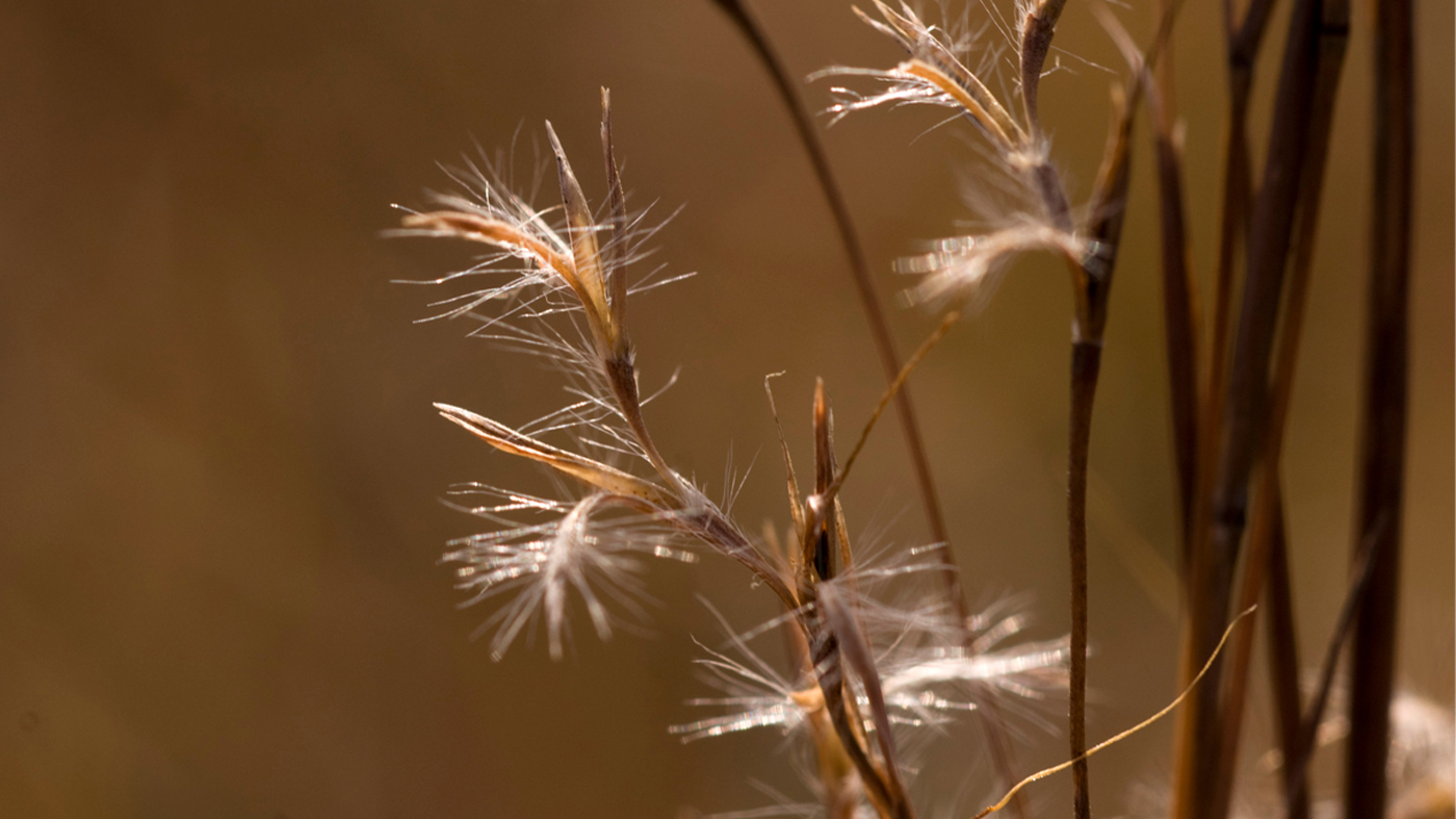 Little bluestem seedheads on a blurred brown background