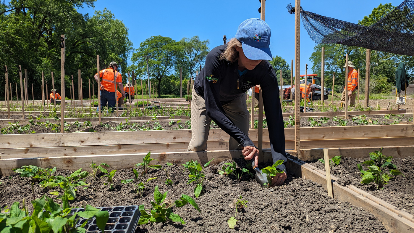 rows of raised beds with people planting plants into them
