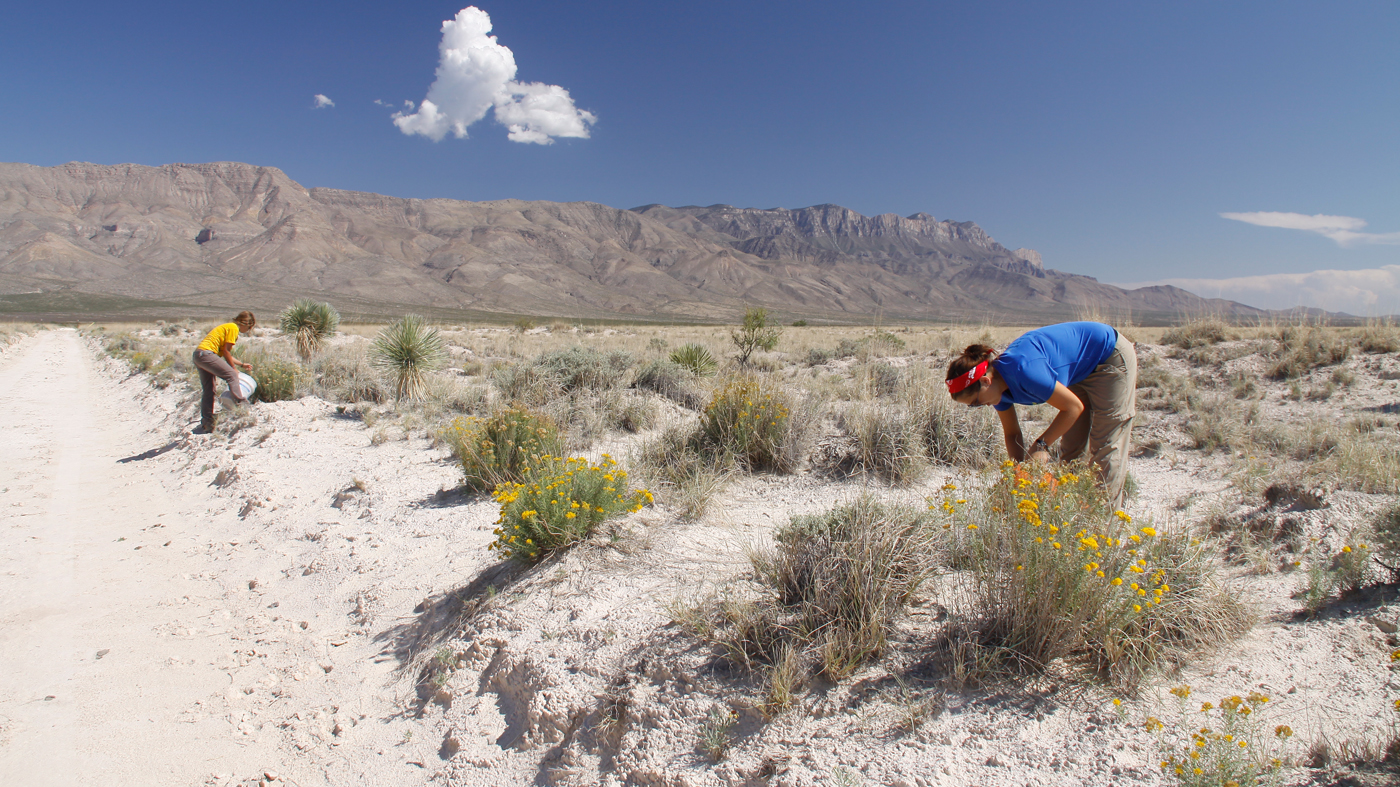 Two Chicago Botanic Garden CLM interns collecting seeds in a sandy area with mountains in the background