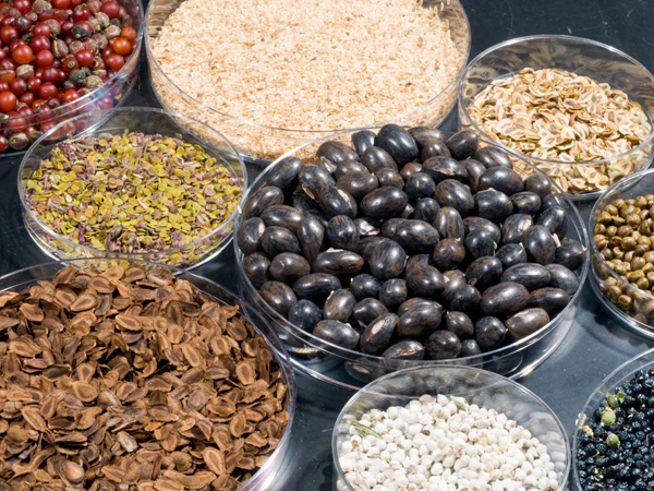 native seeds