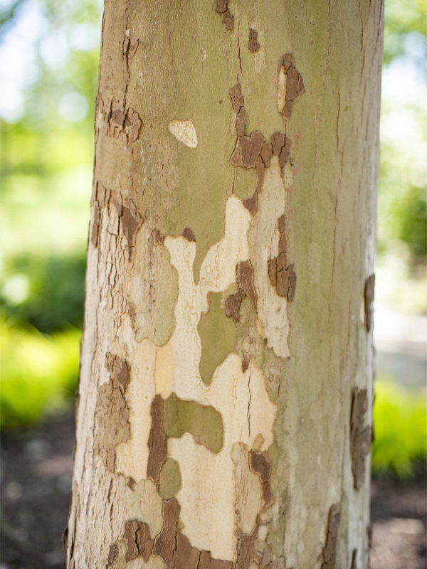 American sycamore