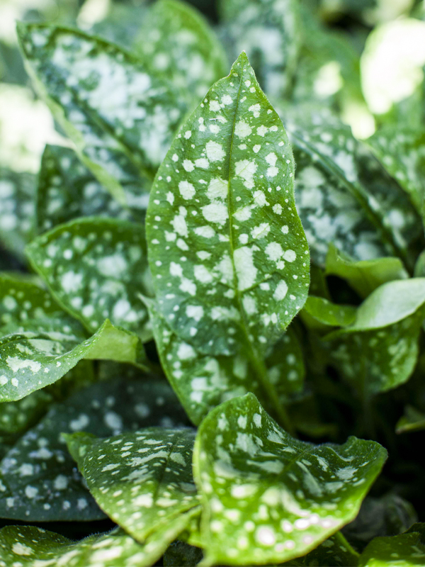 Bethlehem sage (Pulmonaria saccharata)