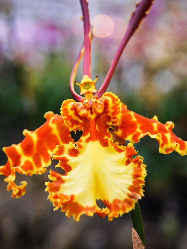 Butterfly orchid (Psychopsis papilio)