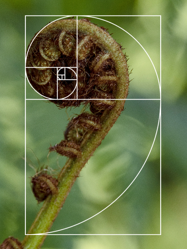 Fern showing the golden ration