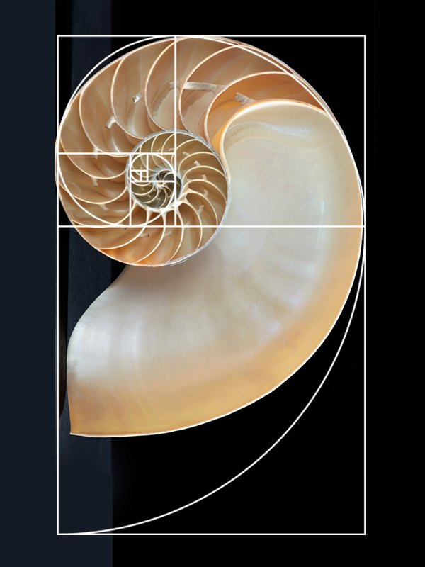 Golden ration shown in a shell