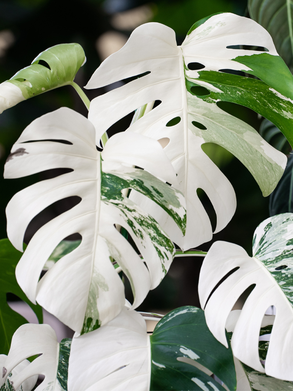 Monstera albo