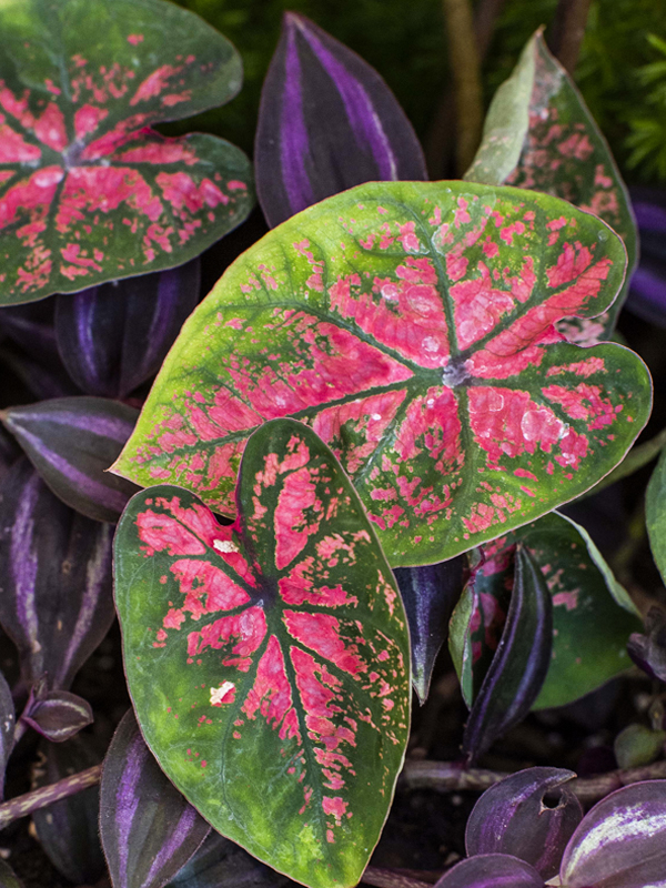 Pink Splash caladium (Caladium 'Pink Splash')