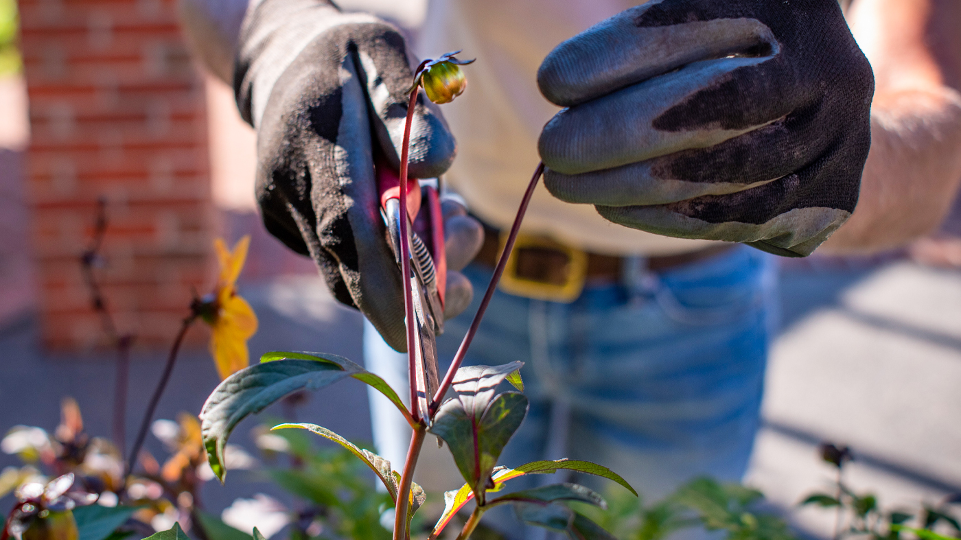 deadheading dalias