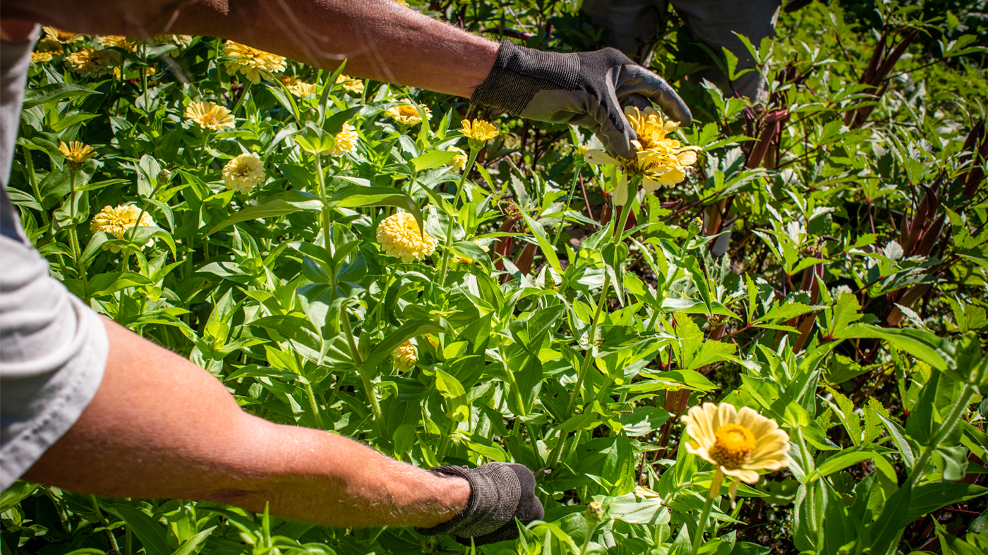 headheading zinnias