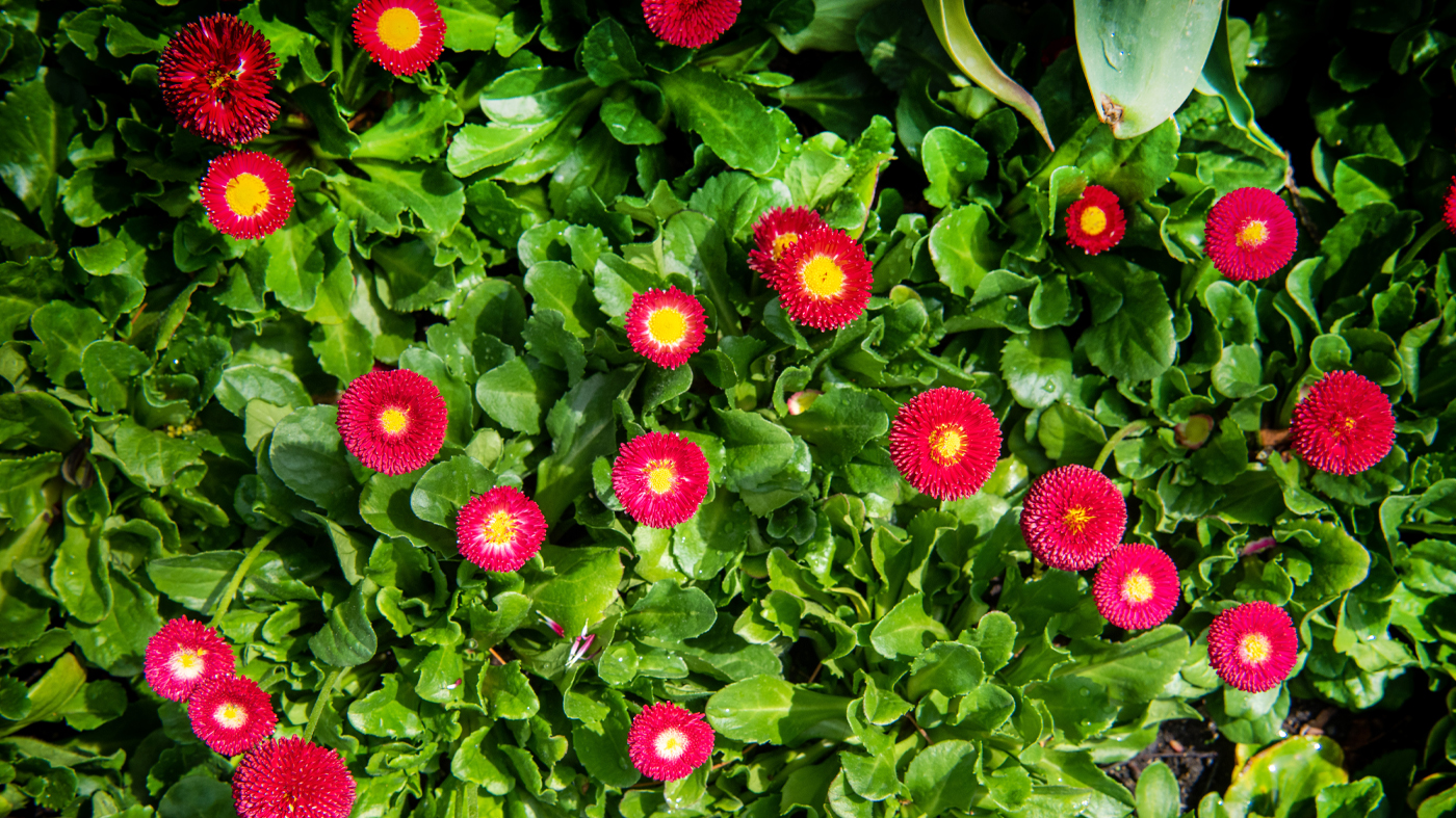Bellis Perennis Bellisma red
