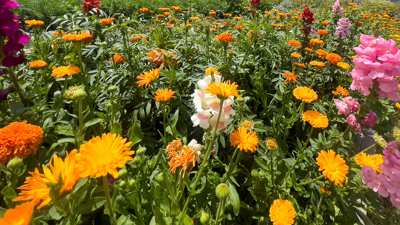 Buds and flower blooms