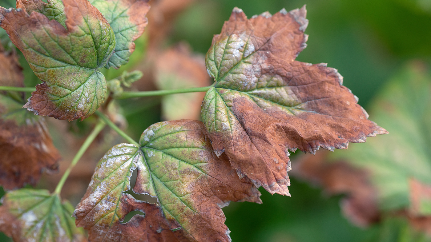 Verticillium wilt
