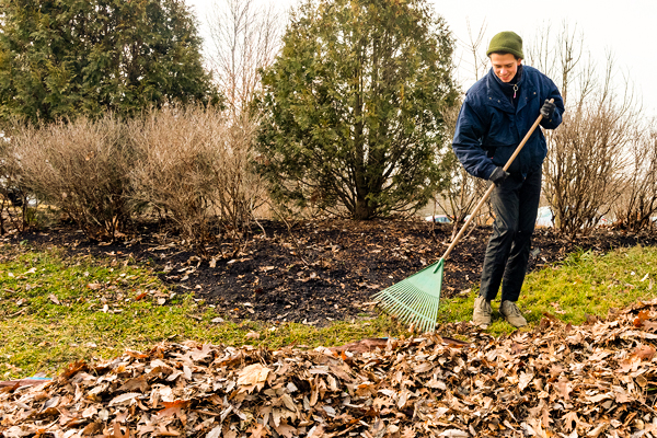 raking