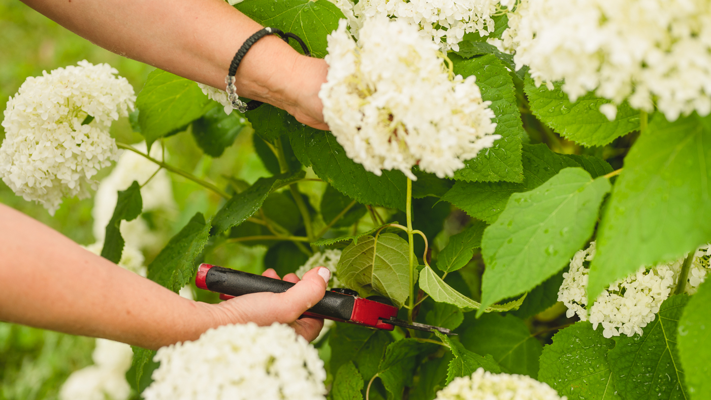 Hydrangea picking