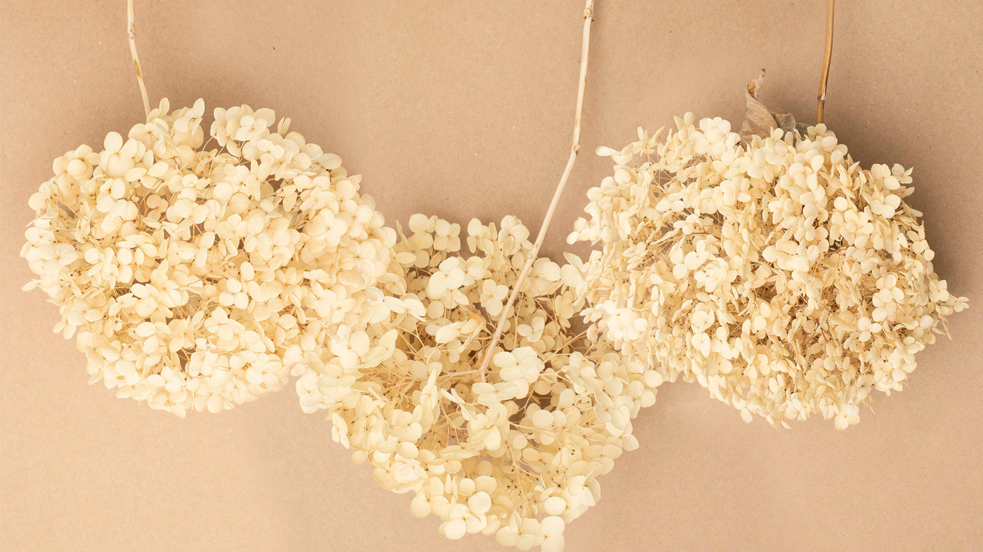 drying hydrangeas
