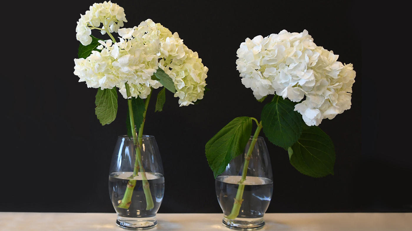 hydrangea in water