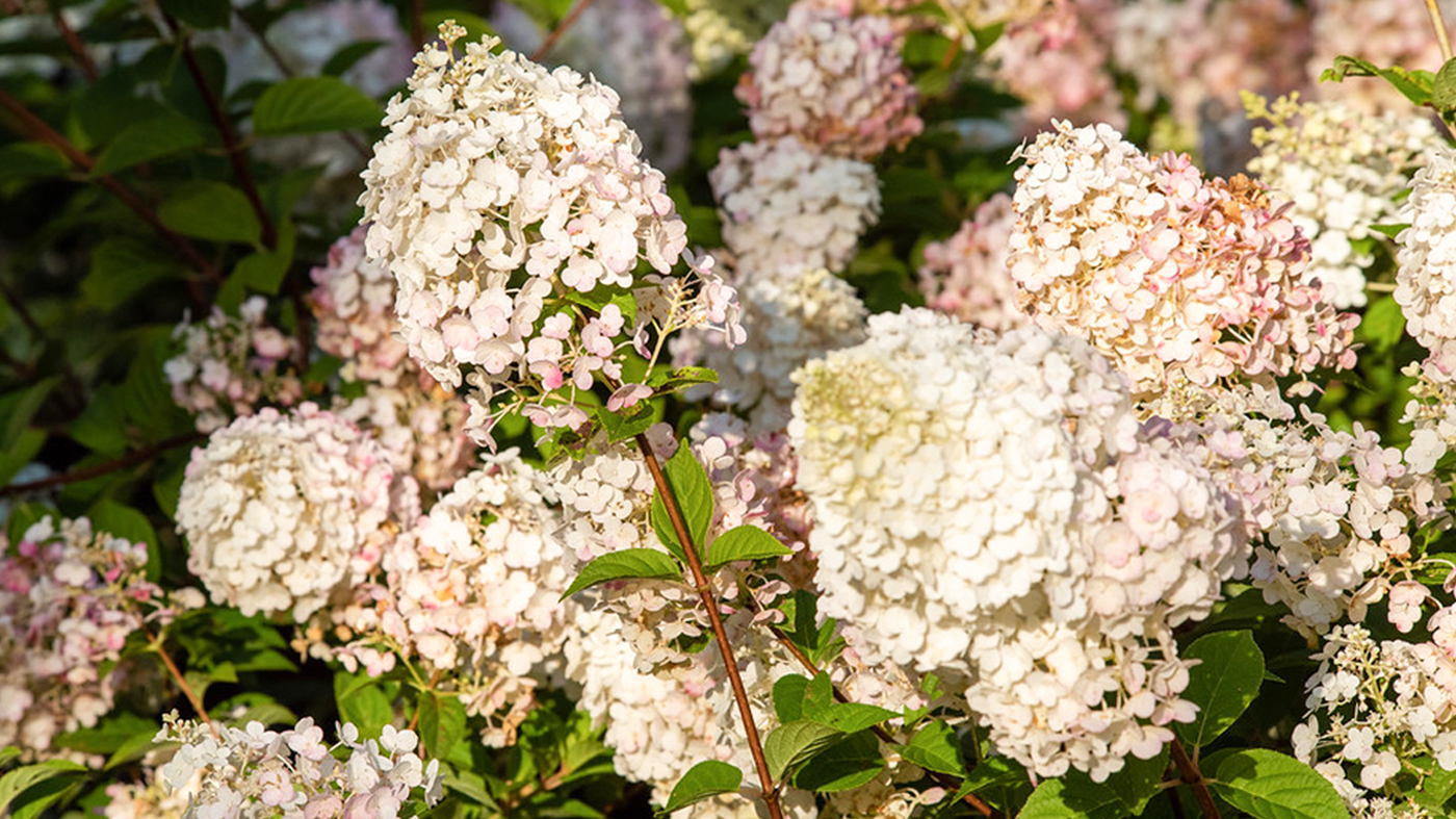 hydrangea