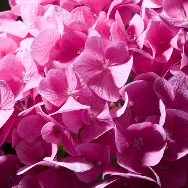 Hydrangea macrophylla