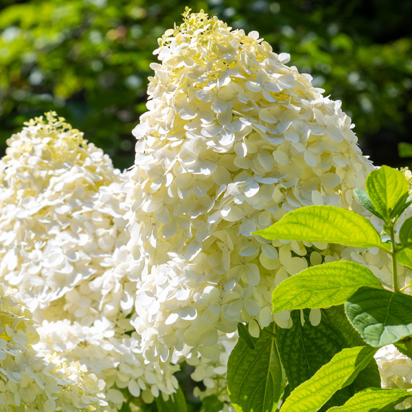 Hydrangea paniculata