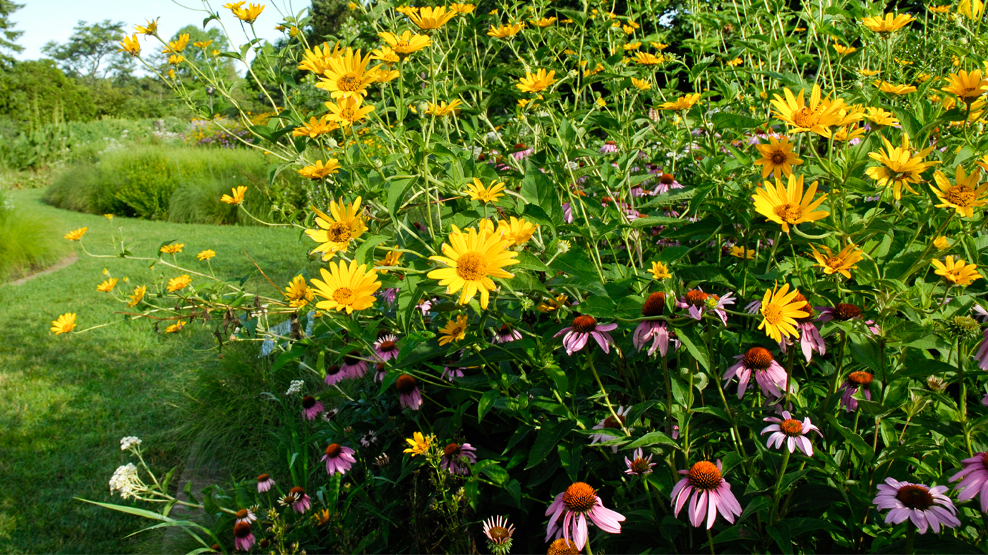 native plant garden