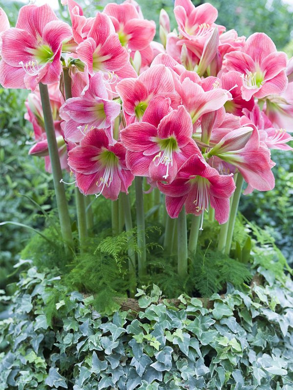 Amaryllis  Amaryllis (Hippeastrum) 
