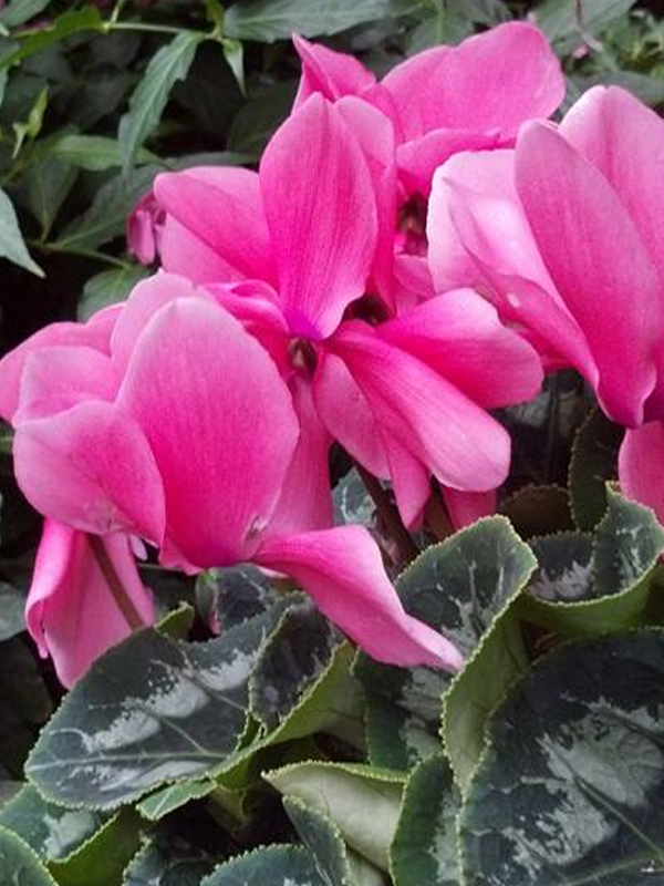Florist cyclamen in the Semitropical Greenhouse