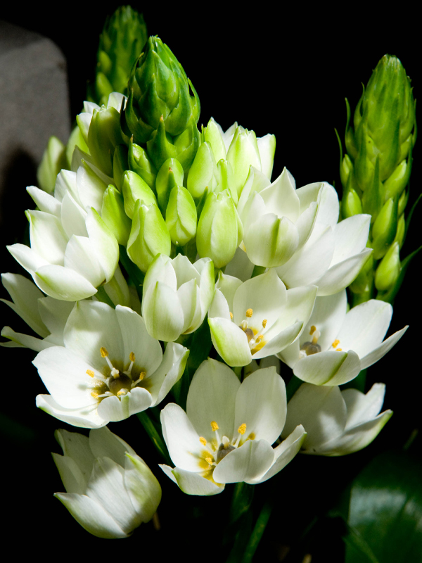 star of bethlehem