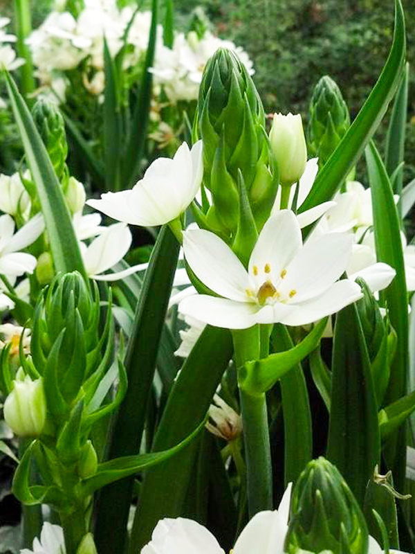 Star-of-Bethlehem (Ornithogalum ‘Bethlehem’)