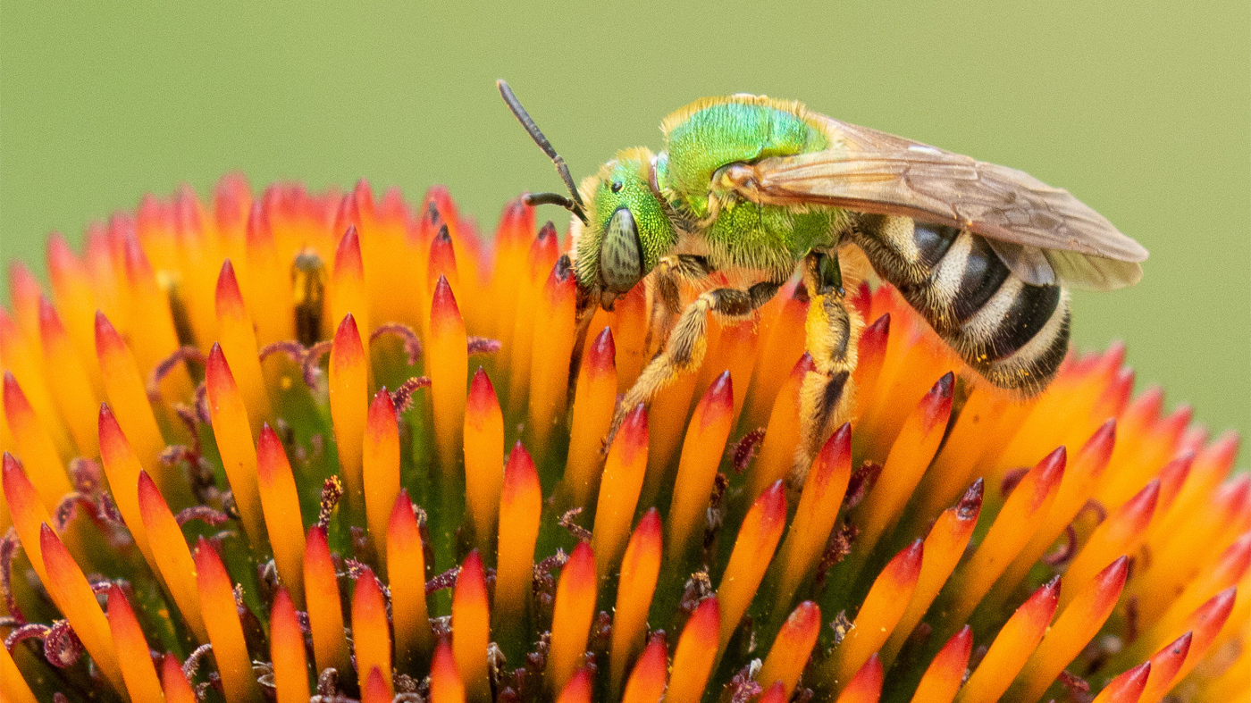 bicolored striped sweat bee
