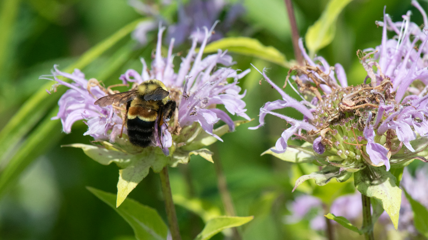 rusty-patched bumble bee