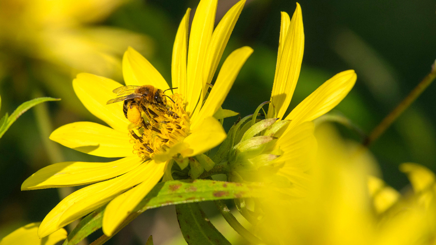 sunflower with a bee