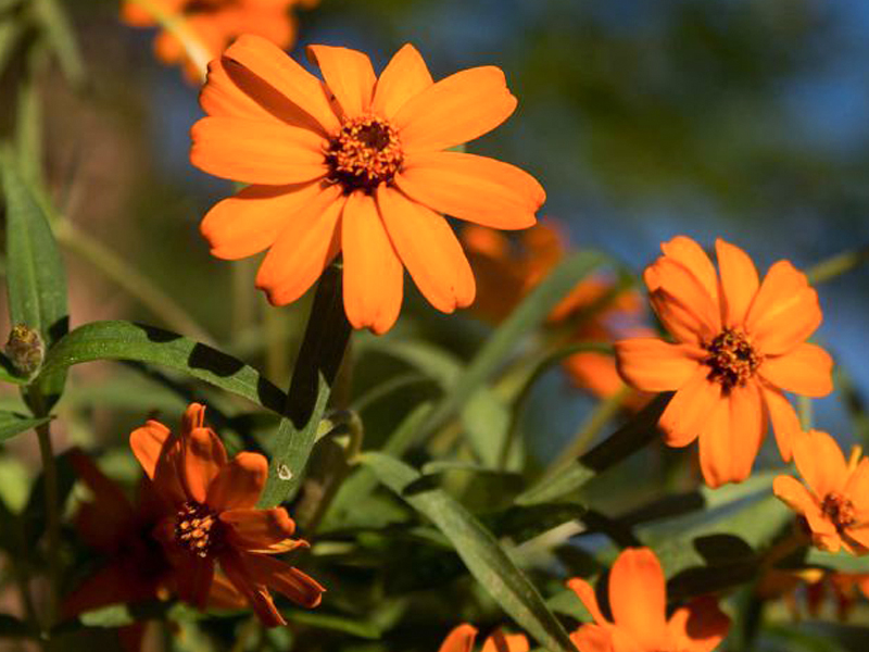 Zinnia angustifolia (Narrow-Leaf Zinnia)
