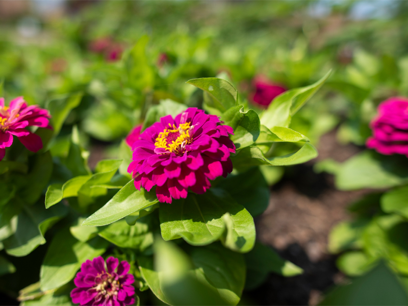 Zinnia elegans (Common Zinnia