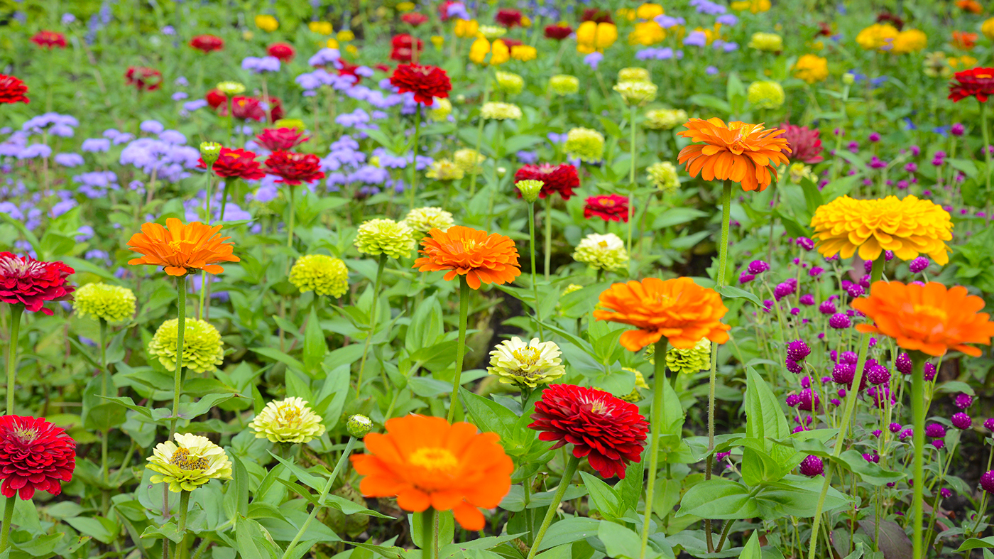 zinnia in a field