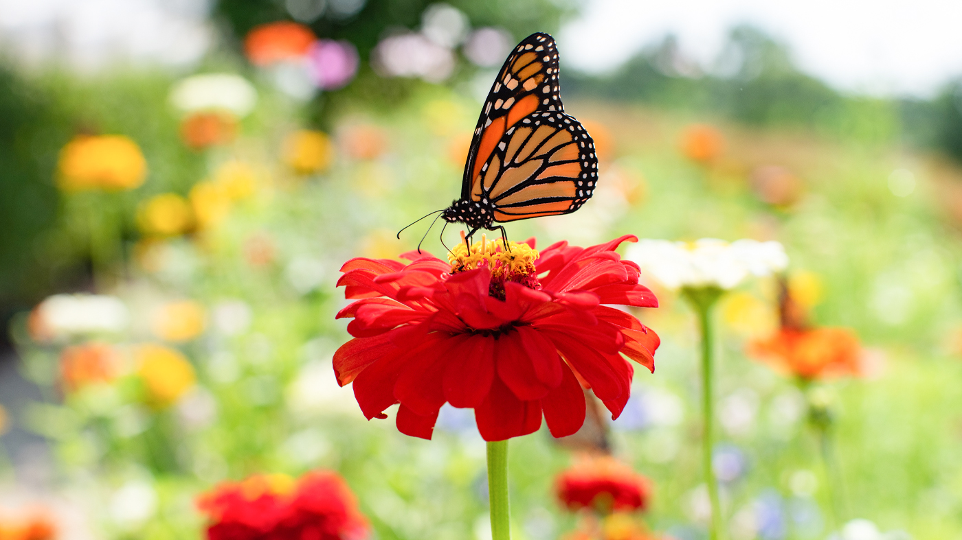 zinnia and pollinator
