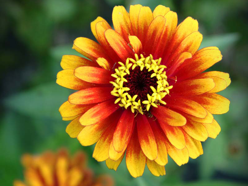 Zinnia zowie